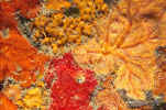 Encrusting Sponges - Bonaire