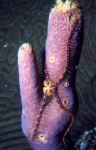 Brittle Starfish - Turks and Caicos