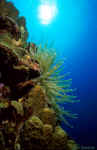 Anemone - Curacao