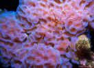 Arrow Crab - Curacao