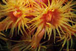 Orange Cup Coral - Galapagos Islands