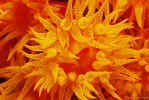 Orange Cup Coral - Bonaire