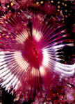 Split-Crowned Feather Duster - Curacao