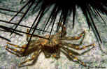 Nimble Spray Crab - Curacao