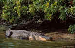 American Alligator - Venice, Florida