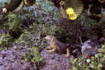 Galapagos Land Iguana