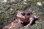 Southern Toad - St. Petersburg, Florida