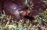Florida Softshell Turtle - St. Petersburg, Florida