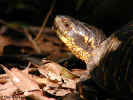 Florida Box Turtle - St. Petersburg, Florida