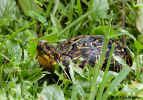 Florida Box Turtle - St. Petersburg, Florida
