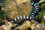 Yellow-lipped Sea Krait - Palau